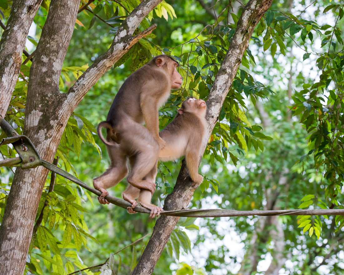 Male and female pig-tailed macaques, Macaca nemestrina, mating early morning on a man made suspended 