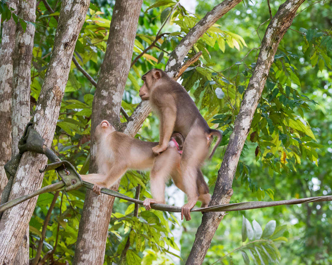 Male and female pig-tailed macaques, Macaca nemestrina, mating early morning on a man made suspended 