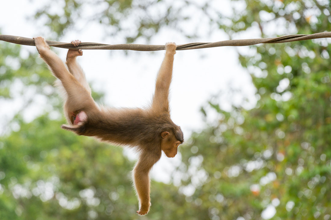 A female pig-tailed macaque, Macaca nemestrina, crossing the Reasang river  on a man made suspended 