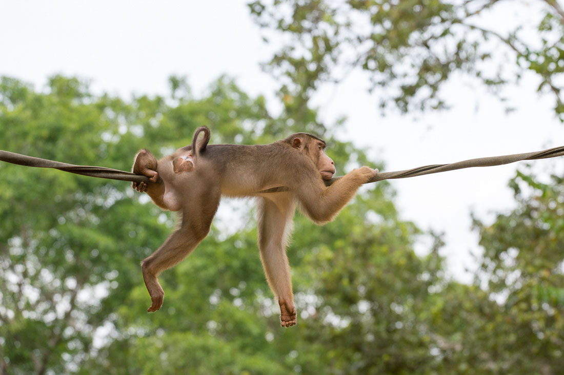 A male pig-tailed macaque, Macaca nemestrina, taking a rest while crossing the Reasang river  on a man made suspended 