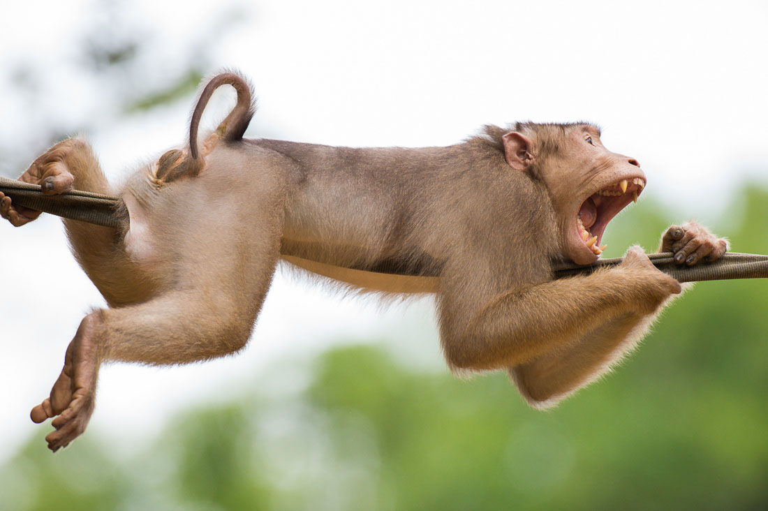 A male pig-tailed macaque, Macaca nemestrina, resting and taking a big yawn while crossing the Reasang river  on a man made suspended 