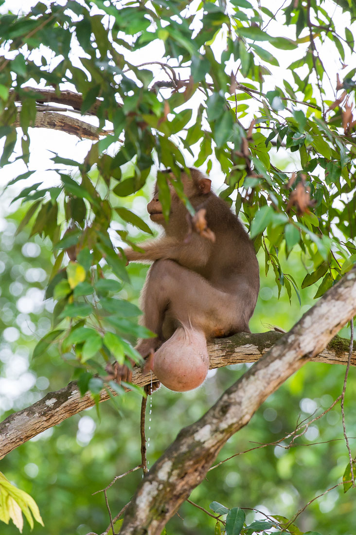 A sick male pig-tailed macaque, Macaca nemestrina, suffering from a large testicular elephantitis, on a tree on the banks of the Reasang river, an affluent of the Kinabatangan . Rainforest of Sabah, Borneo, Malaysia, South East Asia.