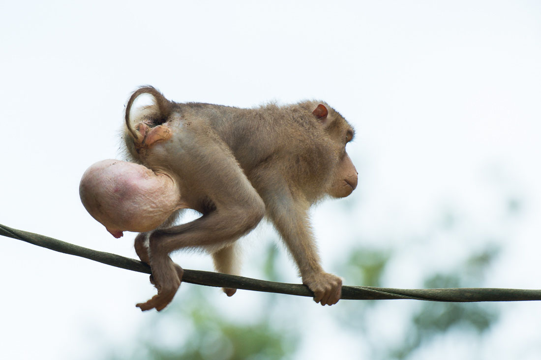 A sick male pig-tailed macaque, Macaca nemestrina, suffering from a large testicular elephantitis, crossing the Reasang river  on a man made suspended 