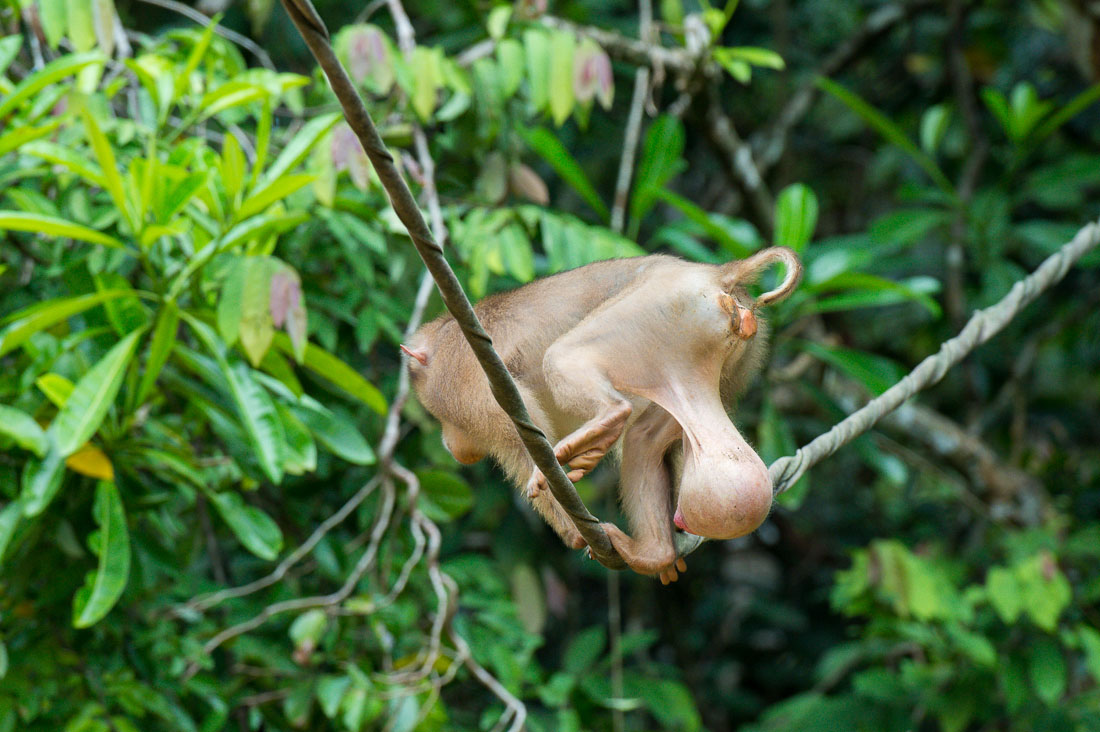 A sick male pig-tailed macaque, Macaca nemestrina, suffering from a large testicular elephantitis, crossing the Reasang river  on a man made suspended 