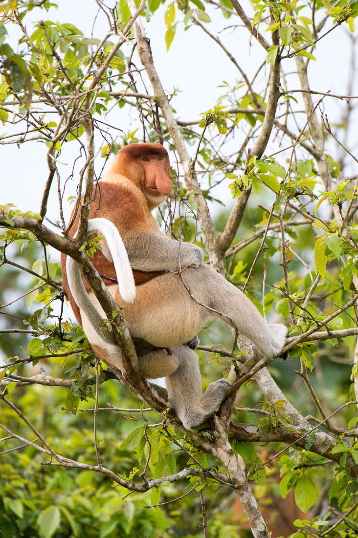 A large and powerful proboscis monkey, Nasalis larvatus, a mature male can fetch up to  25kg (55lbs), probably the leader of the troop, just before sunset, resting on a tree on the riverbank of the Kinabatangan river, rainforest of Sabah, Borneo, Malaysia, Indochina, South East Asia.