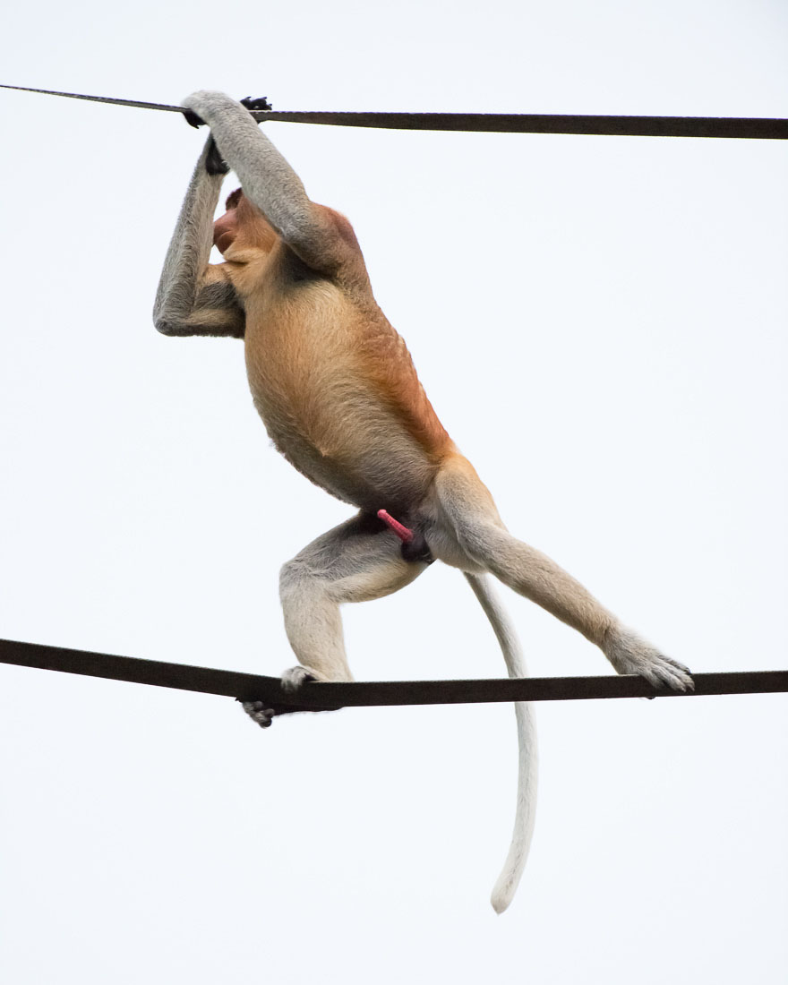 A large and powerful proboscis monkey, Nasalis larvatus, a mature male can fetch up to  25kg (55lbs), probably the leader of the troop, crossing the Managol river, an affluent of the Kinabatangan, on a man made suspended 