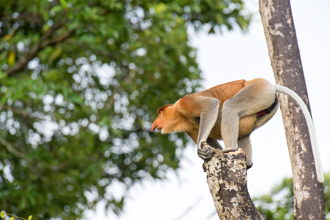 A large and powerful proboscis monkey, Nasalis larvatus, a mature male can fetch up to  25kg (55lbs), probably the leader of the troop, ready to jump to another tree. Riverbank of the Kinabatangan river, rainforest of Sabah, Borneo, Malaysia, Indochina, South East Asia.