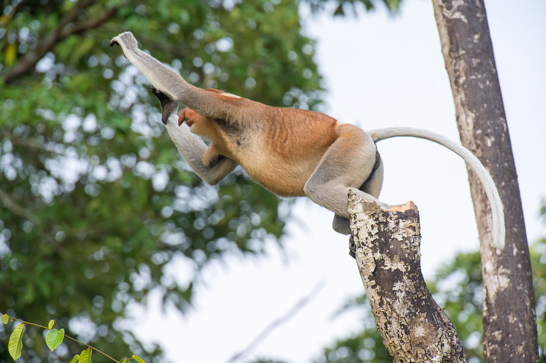 A large and powerful proboscis monkey, Nasalis larvatus, a mature male can fetch up to  25kg. (55lbs.), probably the leader of the troop, taking a big jump to another tree. Riverbank of the Kinabatangan river, rainforest of Sabah, Borneo, Malaysia, Indochina, South East Asia.