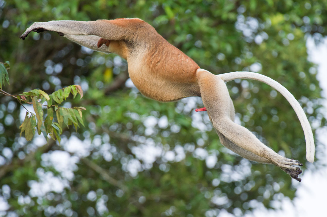 A large and powerful proboscis monkey, Nasalis larvatus, a mature male can fetch up to  25kg (55lbs), probably the leader of the troop, flying  from tree to tree, showing his virility. Riverbank of the Kinabatangan river, rainforest of Sabah, Borneo, Malaysia, Indochina, South East Asia.