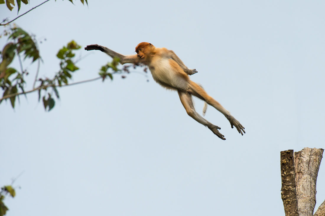 A young female proboscis monkey, Nasalis larvatus, flying  from tree to tree. Riverbank of the Kinabatangan river, rainforest of Sabah, Borneo, Malaysia, Indochina, South East Asia.