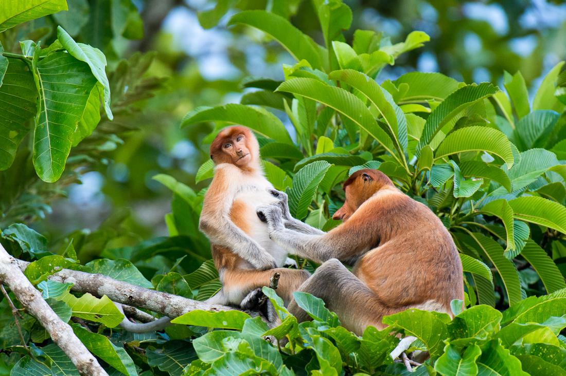 A couple of young proboscis monkey, Nasalis larvatus, male and female, busy during late afternoon grooming, on a tree on the riverbank of the Kinabatangan river, rainforest of Sabah, Borneo, Indochina, Malaysia, South East Asia.