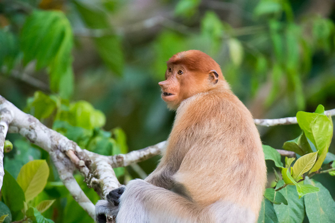 A young female proboscis monkey, Nasalis larvatus, just before sunset, resting on a tree on the riverbank of the Kinabatangan river, rainforest of Sabah, Borneo, Malaysia, Indochina, South East Asia.