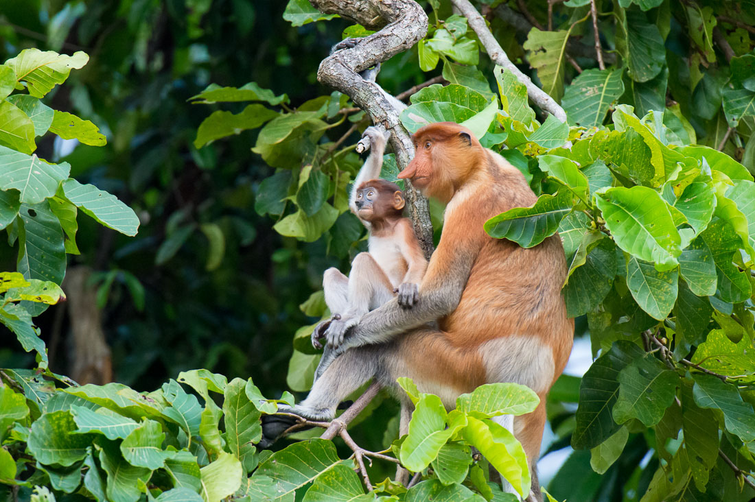 A female proboscis monkey, Nasalis larvatus, with her newborn, just before sunset, resting on a tree on the riverbank of the Kinabatangan river, rainforest of Sabah, Borneo, Malaysia, Indochina, South East Asia.