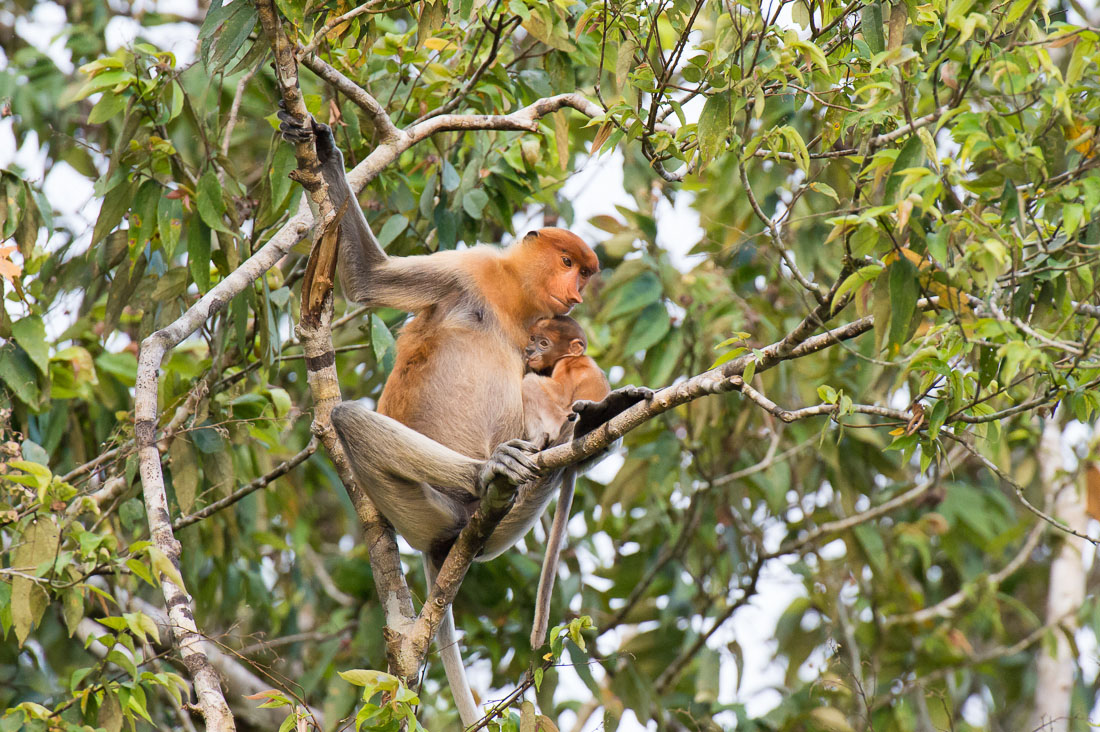 A female proboscis monkey, Nasalis larvatus, with her newborn, just before sunset, resting on a tree on the riverbank of the Kinabatangan river, rainforest of Sabah, Borneo, Malaysia, Indochina, South East Asia.