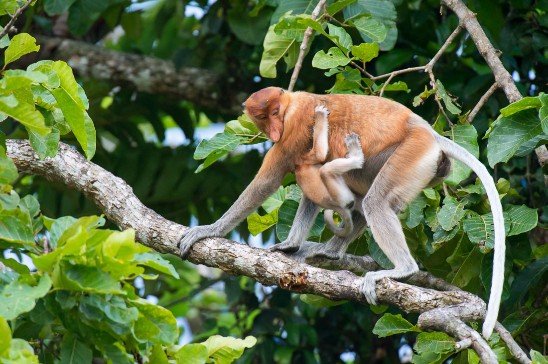 A female proboscis monkey, Nasalis larvatus, with her newborn, just before sunset, the riverbank of the Kinabatangan river, rainforest of Sabah, Borneo, Malaysia, Indochina, South East Asia.