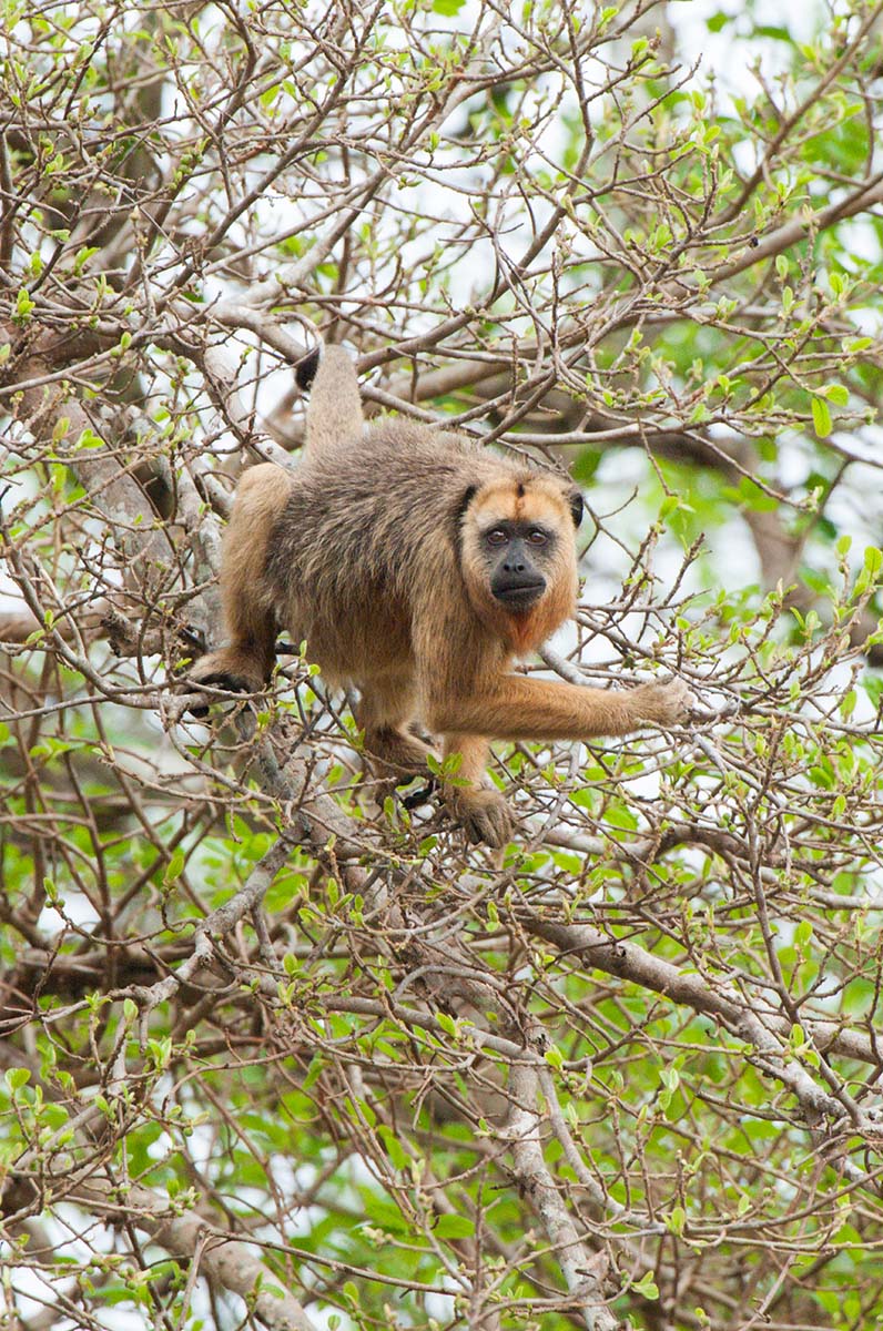 Black_howler_monkey_2009_0002.jpg