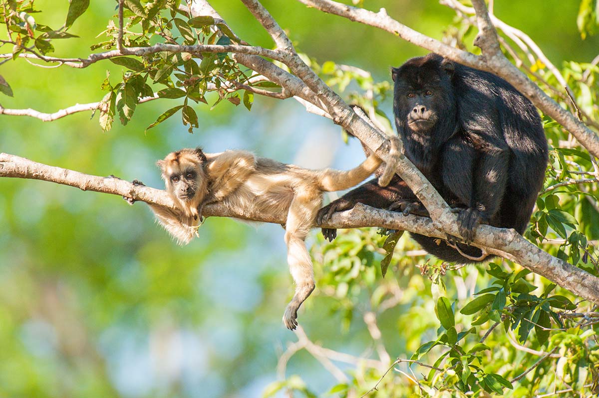 Black_howler_monkey_2009_0010.jpg