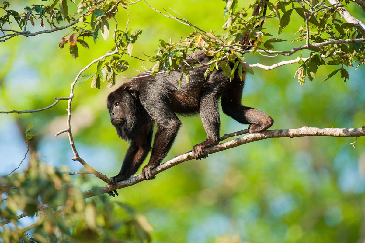 Black_howler_monkey_2009_0012.jpg