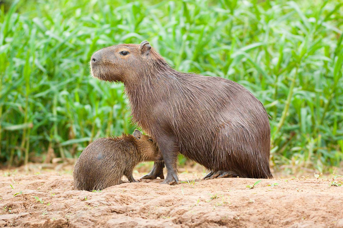 Capybara_2009_0007.jpg