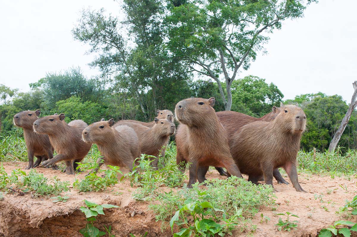 Capybara_2009_0009.jpg