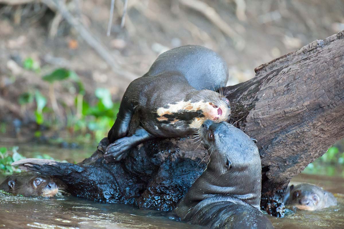 Giant_otter_2009_0004.jpg