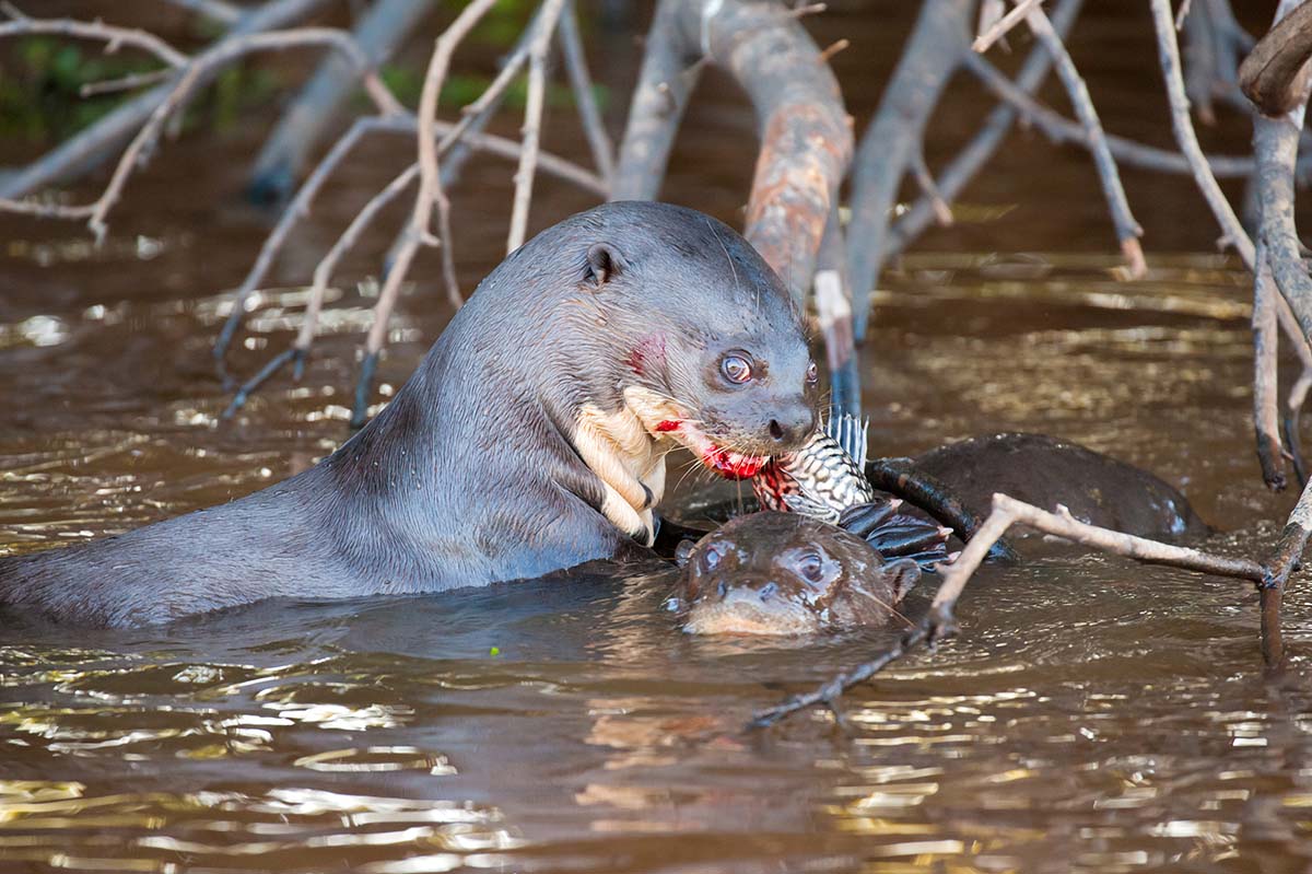 Giant_otter_2009_0010.jpg