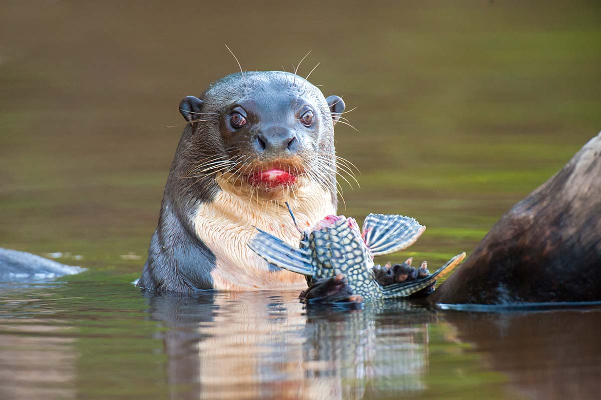 Giant_otter_2009_0026.jpg