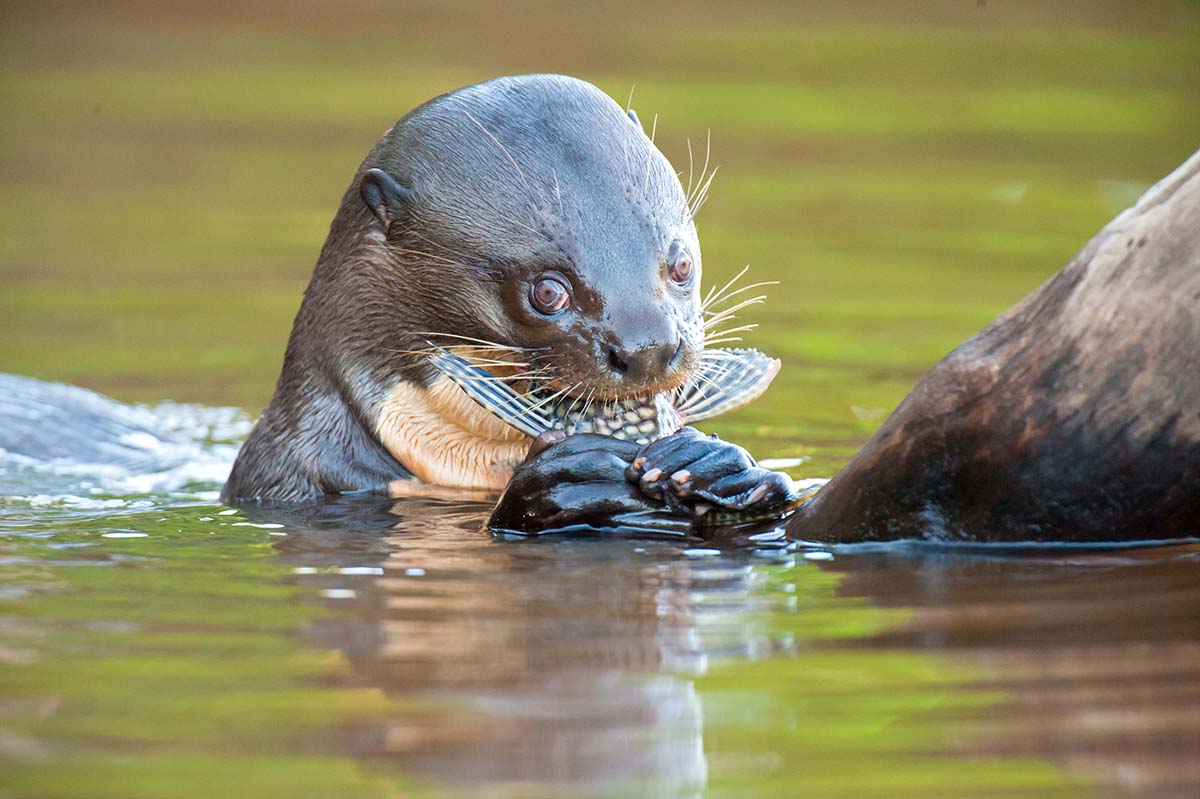 Giant_otter_2009_0028.jpg