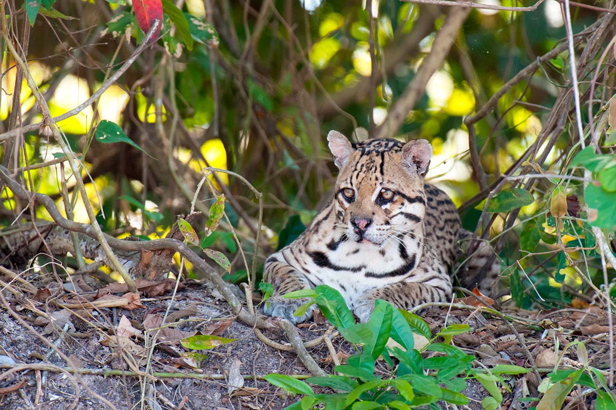 Ocelot_2009_0004.jpg