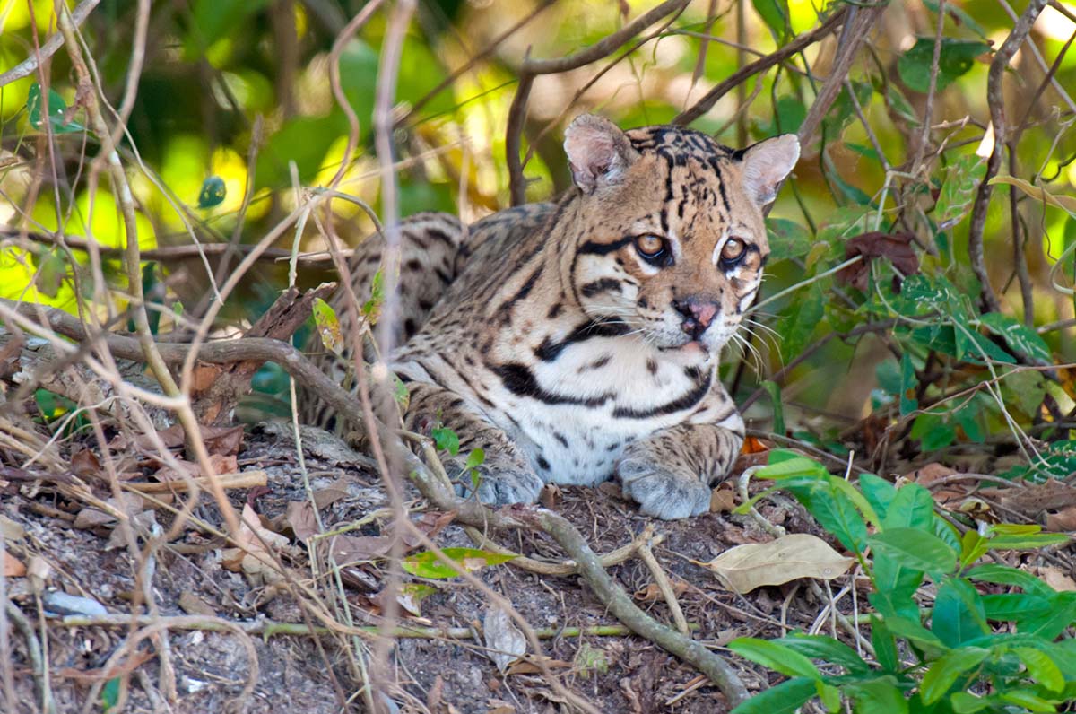 Ocelot_2009_0006.jpg