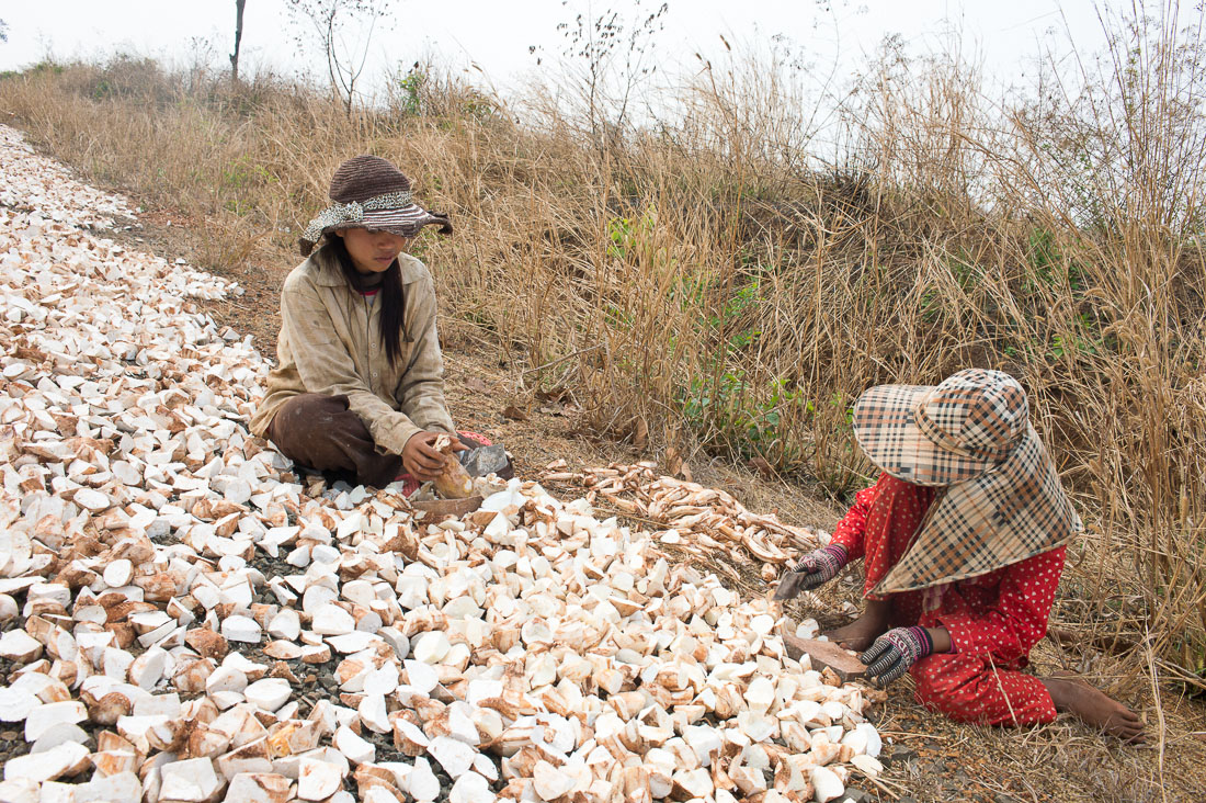 Cambodian women cutting cassava (tapioca) and spreading it along the road to dry under the strong sun of the dry season. Kingdom of Cambodia, Indochina, South East Asia