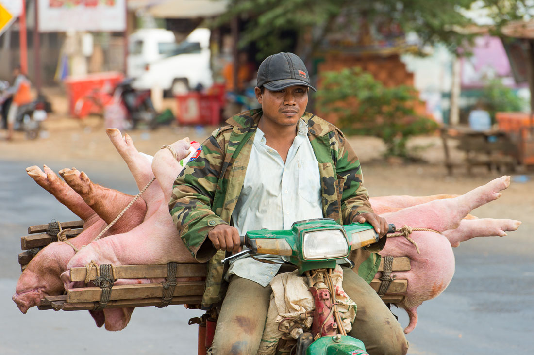 This time the scooter is carrying a couple of big and fat pigs for sale. Kingdom of Cambodia, Indochina, South East Asia