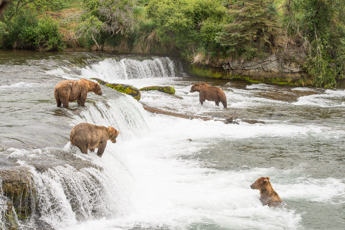 A group of Alaskan brown bears, Ursus artcos horribilis, fishing for sockeye salmons, Oncorhynchus nerka, at Brooks Falls in Katmai National Park, Alaska, USA. Nikon D4, 70-200mm, f/2.8, VR II