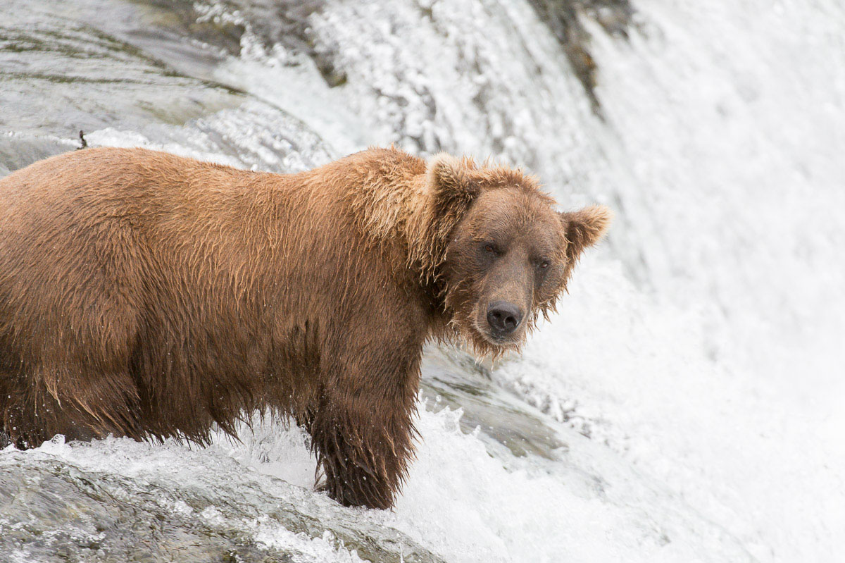 Alaskan brown bear, Ursus artcos horribilis, fishing for sockeye salmons, Oncorhynchus nerka, at Brooks Falls in Katmai National Park, Alaska, USA. Nikon D4, 200-400mm, f/4.0, VR