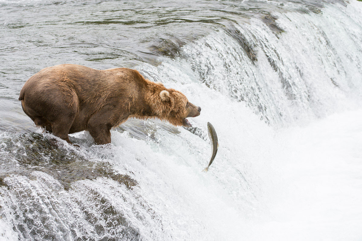 Alaskan brown bear, Ursus artcos horribilis, fishing for sockeye salmons, Oncorhynchus nerka, at Brooks Falls in Katmai National Park, Alaska, USA. Nikon D4, 200-400mm, f/4.0, VR