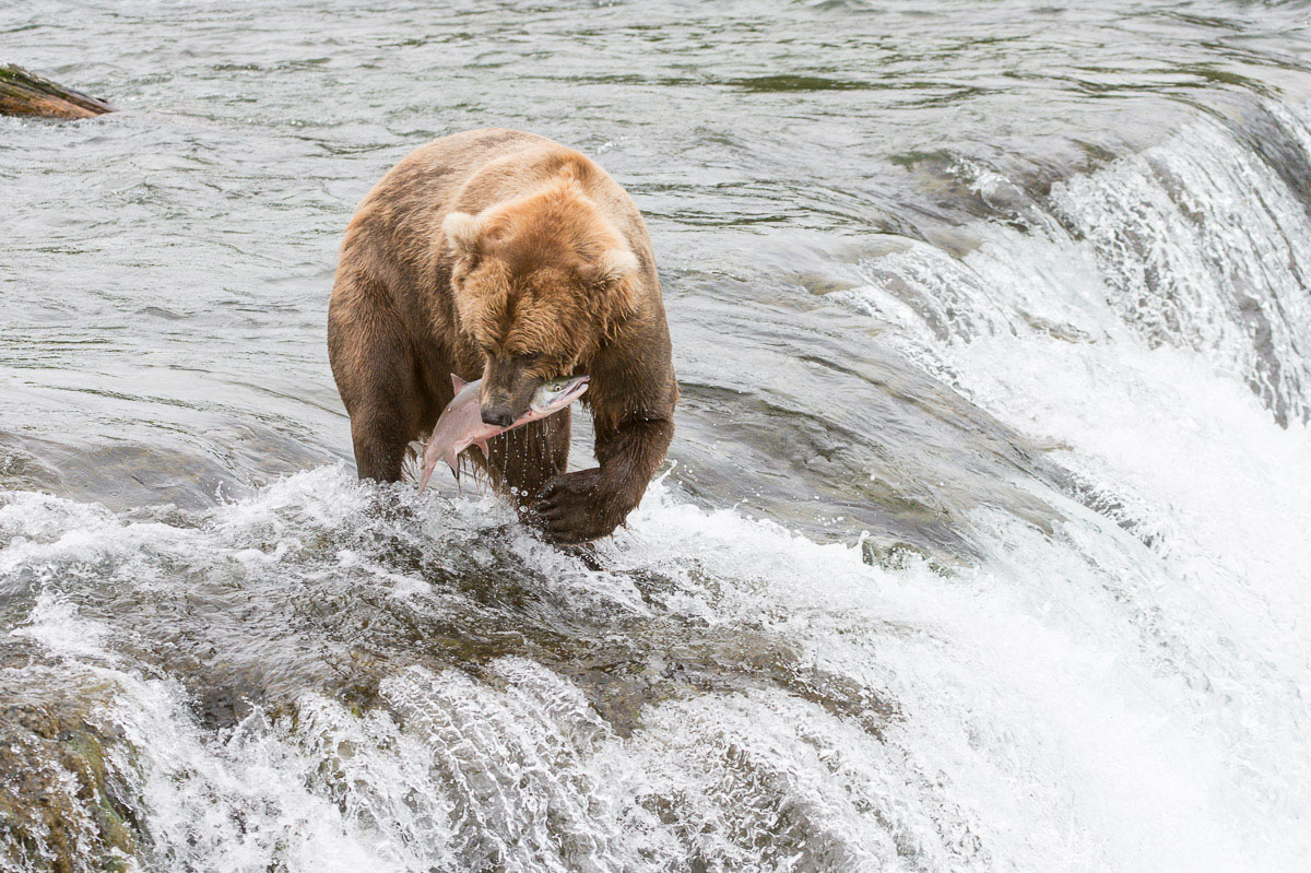 Alaskan brown bear, Ursus artcos horribilis, fishing for sockeye salmons, Oncorhynchus nerka, with a fresh catch at Brooks Falls in Katmai National Park, Alaska, USA. Nikon D4, 200-400mm, f/4.0, VR