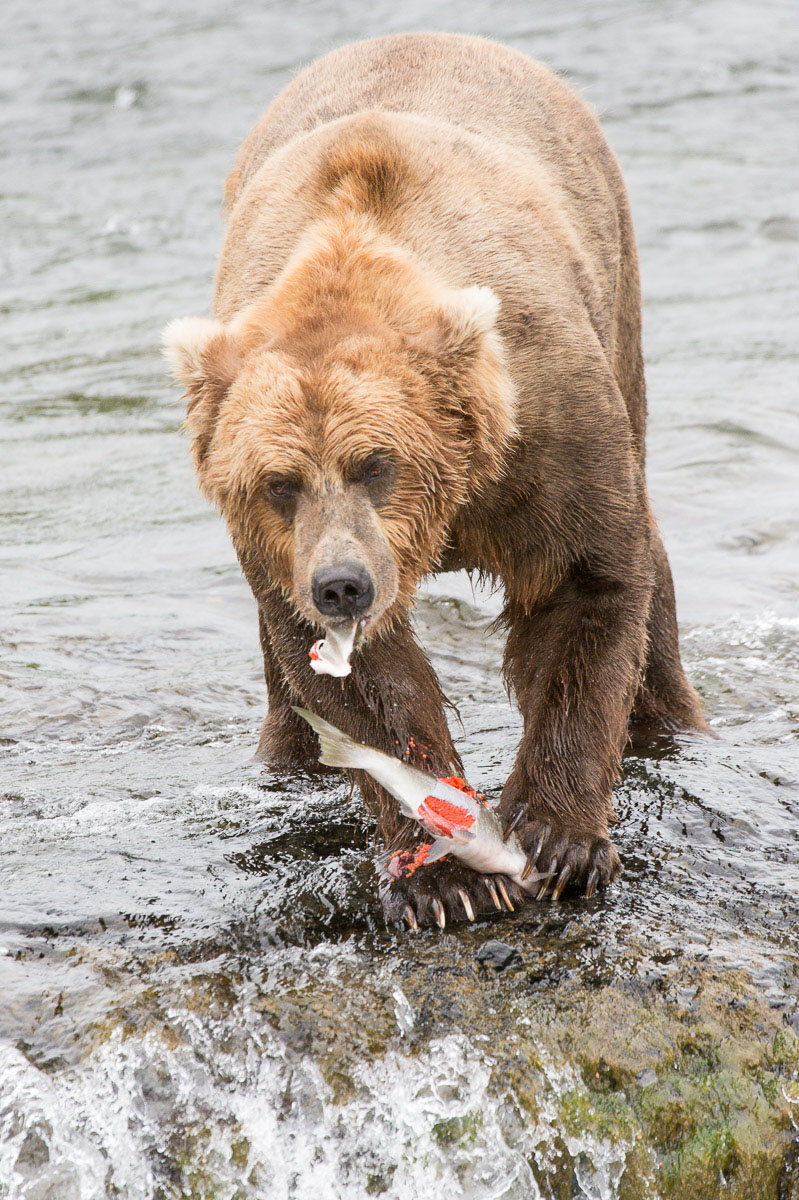 Alaskan brown bear, Ursus artcos horribilis, fishing for sockeye salmons, Oncorhynchus nerka, eating his catch at Brooks Falls in Katmai National Park, Alaska, USA. Nikon D4, 200-400mm, f/4.0, VR