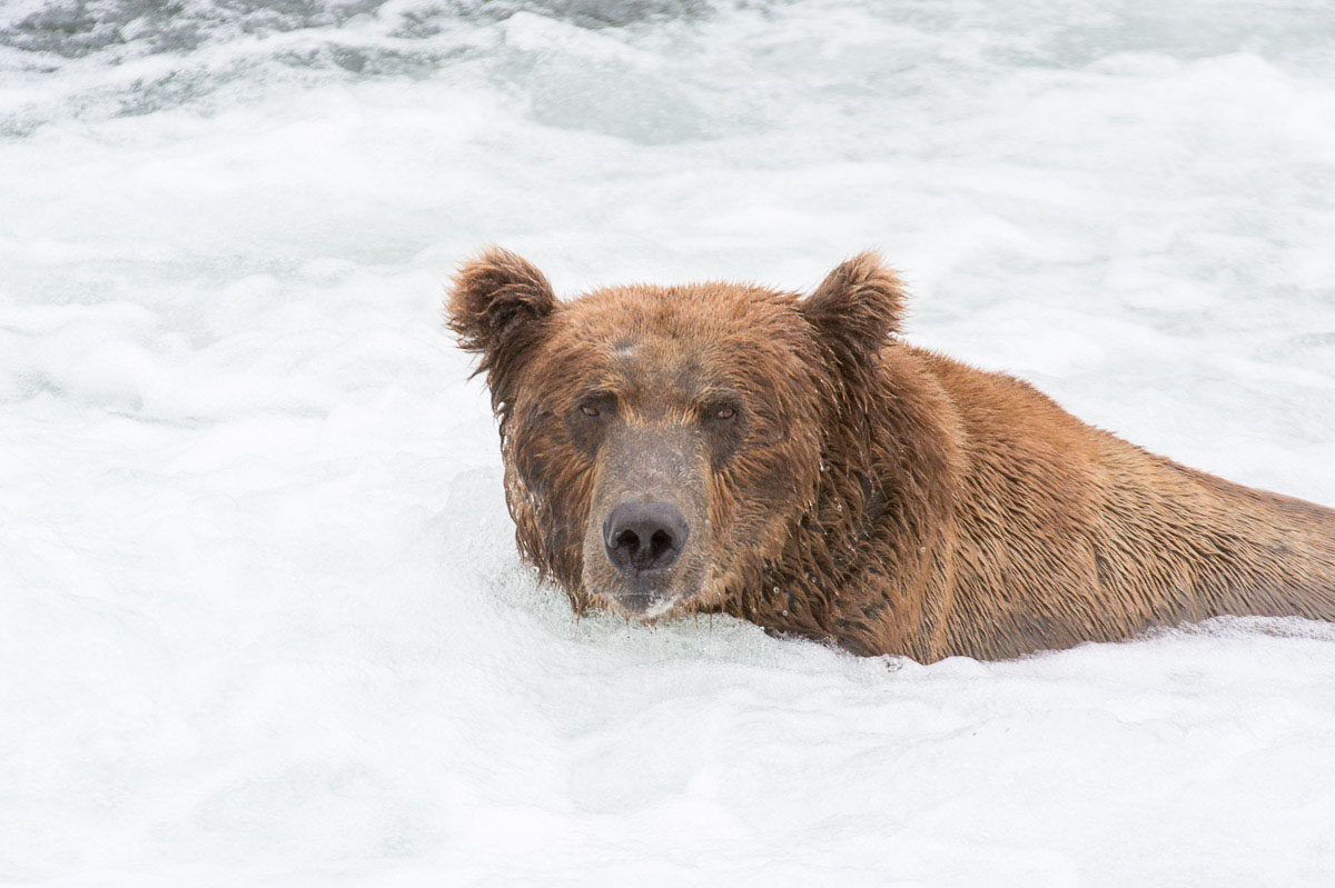 Alaskan brown bear, Ursus artcos horribilis, fishing in the jacuzzi for sockeye salmons, Oncorhynchus nerka, at Brooks Falls in Katmai National Park, Alaska, USA. Nikon D4, 200-400mm, f/4.0, VR