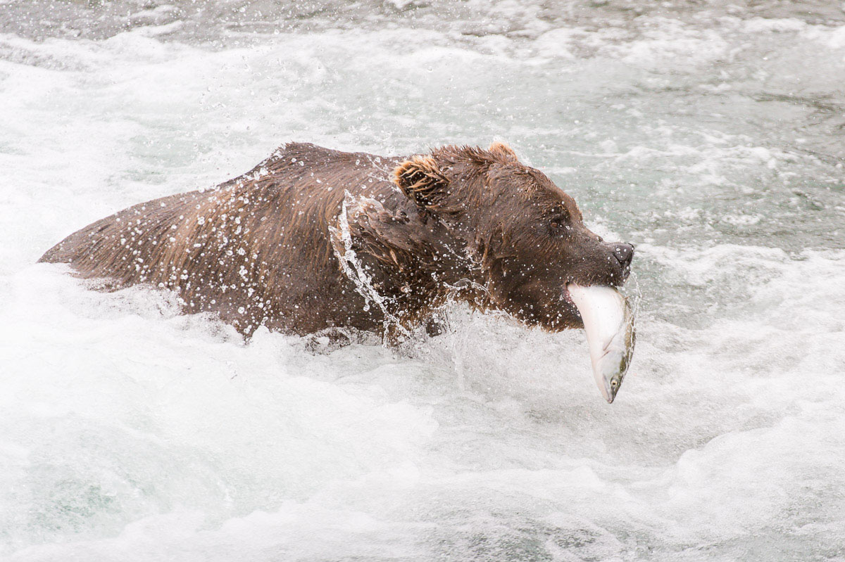 Alaskan brown bear, Ursus artcos horribilis, fishing in the jacuzzi for sockeye salmons, Oncorhynchus nerka, with a fresh catch at Brooks Falls in Katmai National Park, Alaska, USA. Nikon D4, 200-400mm, f/4.0, VR