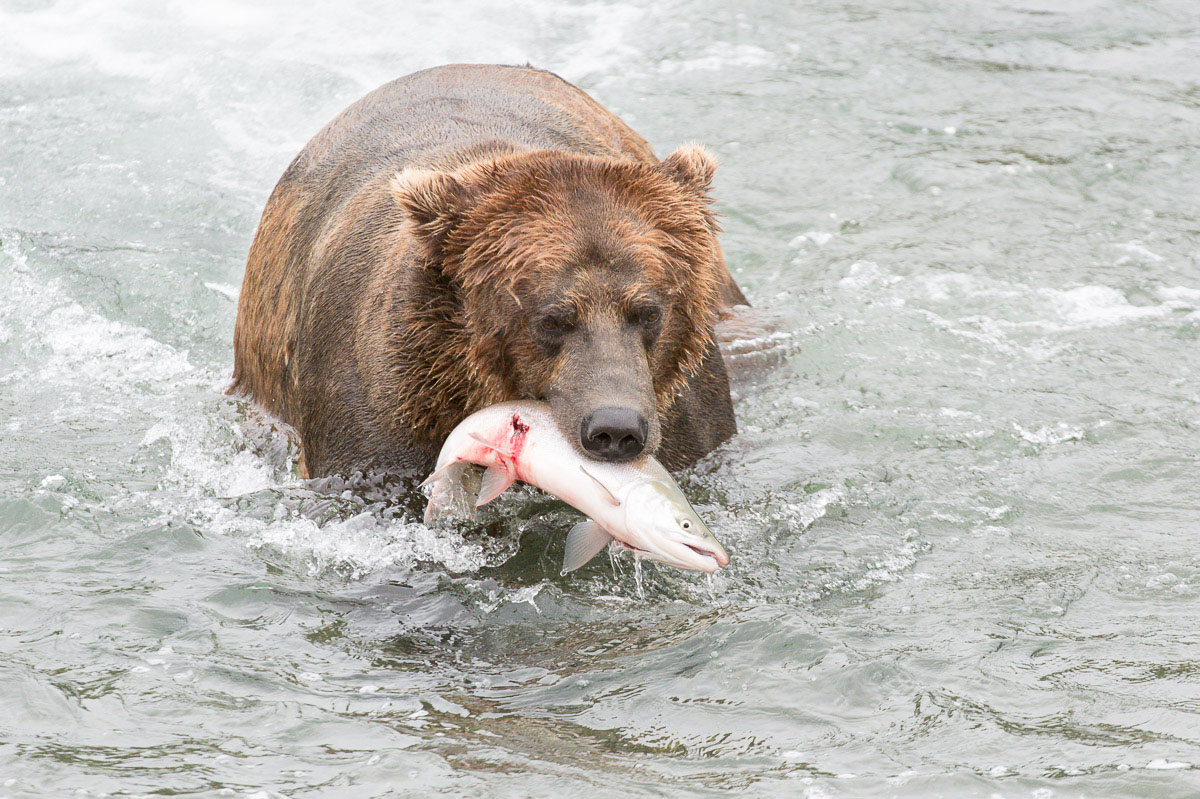 Alaskan brown bear, Ursus artcos horribilis, fishing in the jacuzzi for sockeye salmons, Oncorhynchus nerka, with a fresh catch at Brooks Falls in Katmai National Park, Alaska, USA. Nikon D4, 200-400mm, f/4.0, VR