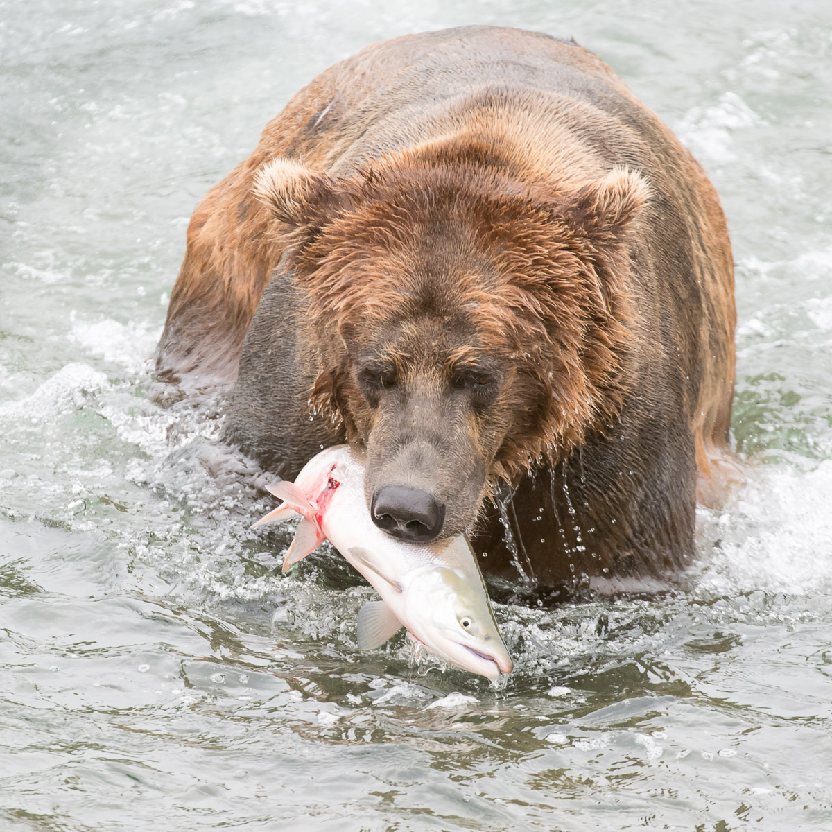 Alaskan brown bear, Ursus artcos horribilis, fishing in the jacuzzi for sockeye salmons, Oncorhynchus nerka, with a fresh catch at Brooks Falls in Katmai National Park, Alaska, USA. Nikon D4, 200-400mm, f/4.0, VR