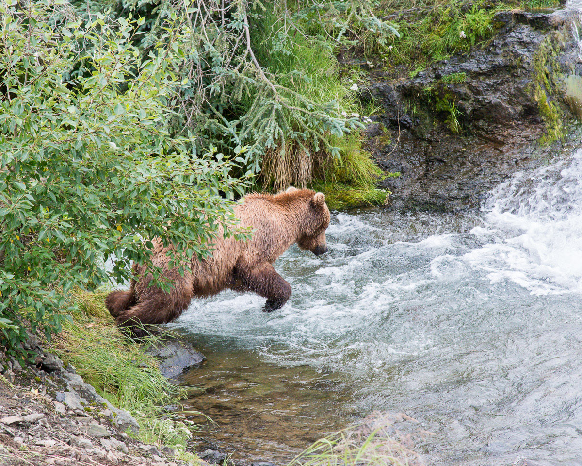 A female Alaskan brown bear, Ursus artcos horribilis, diving in the waters of Brooks River trying to catch sockeye salmons, Oncorhynchus nerka, in Katmai National Park, Alaska, USA. Nikon D4, 24-120mm, f/4.0, VR