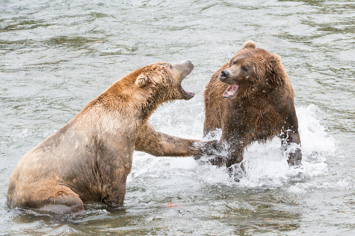 Two pugnacious males Alaskan brown bear, Ursus artcos horribilis, fighting for a  sockeye salmon, Oncorhynchus nerka, at Brooks Falls in Katmai National Park, Alaska, USA. Nikon D4, 200-400mm, f/4.0, VR