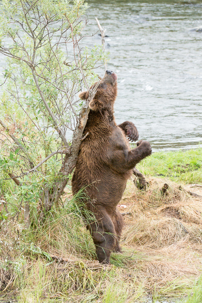 Large male Alaskan brown bear, Ursus artcos horribilis, standing up and happily scratching his back on a tree.  Brooks Falls in Katmai National Park, Alaska, USA. Nikon D4, 200-400mm, f/4.0, VR