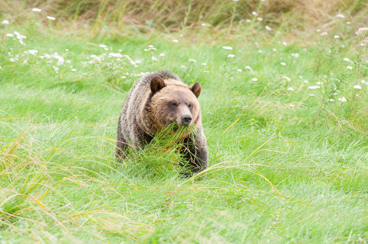 Grizzly bears