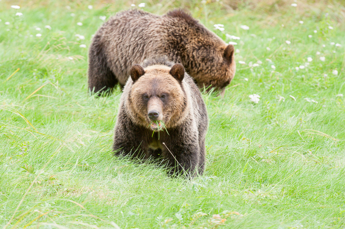 Grizzly bears