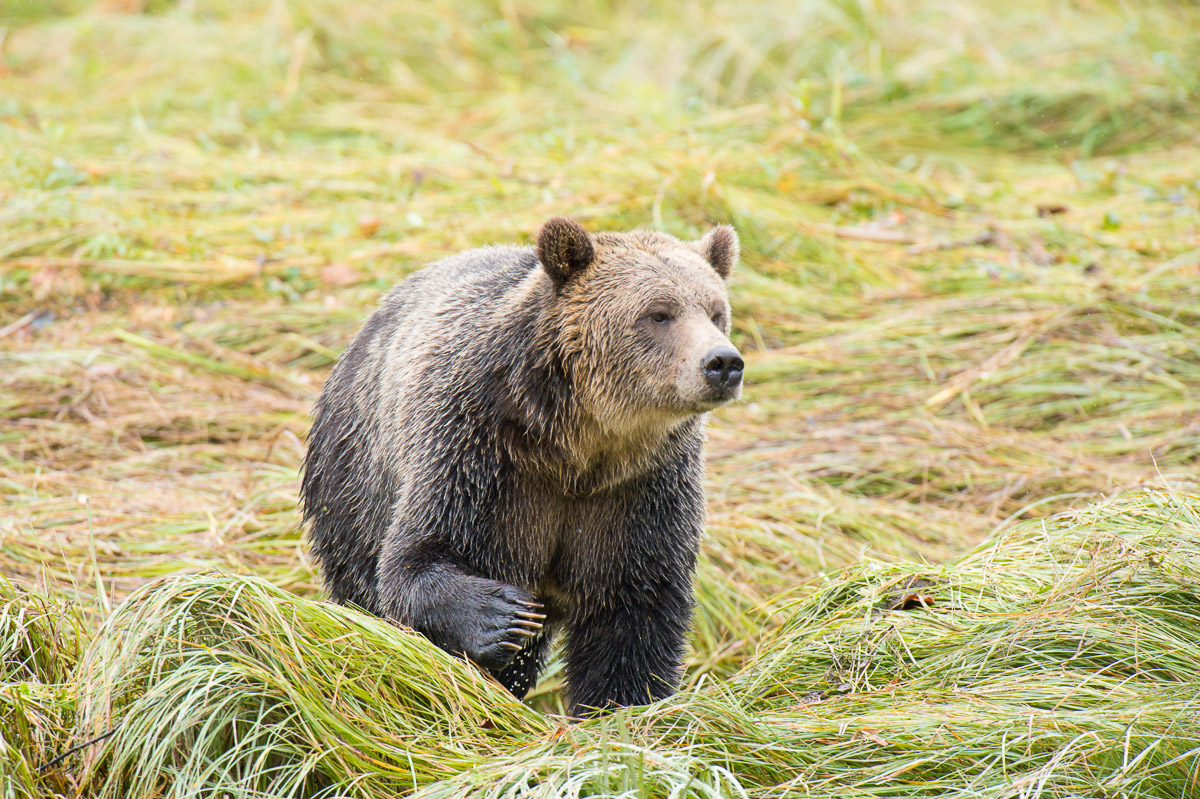 Grizzly bears