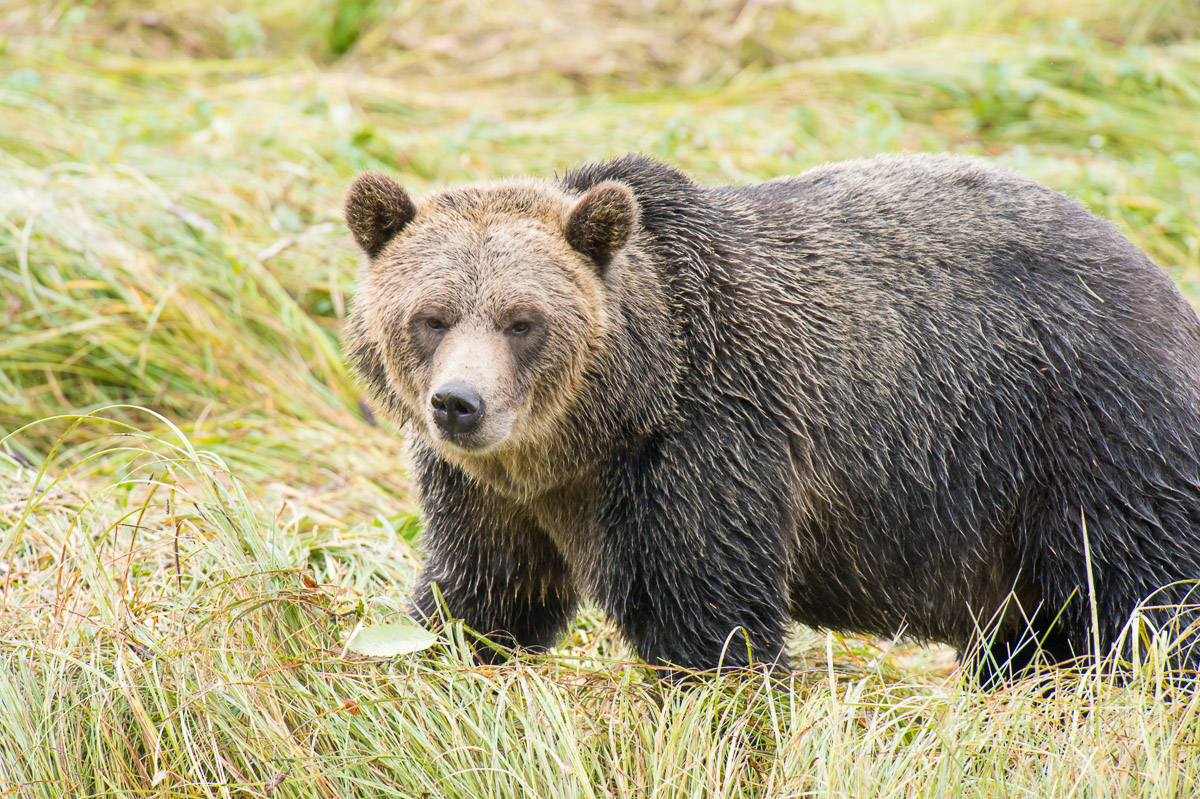 Grizzly bears