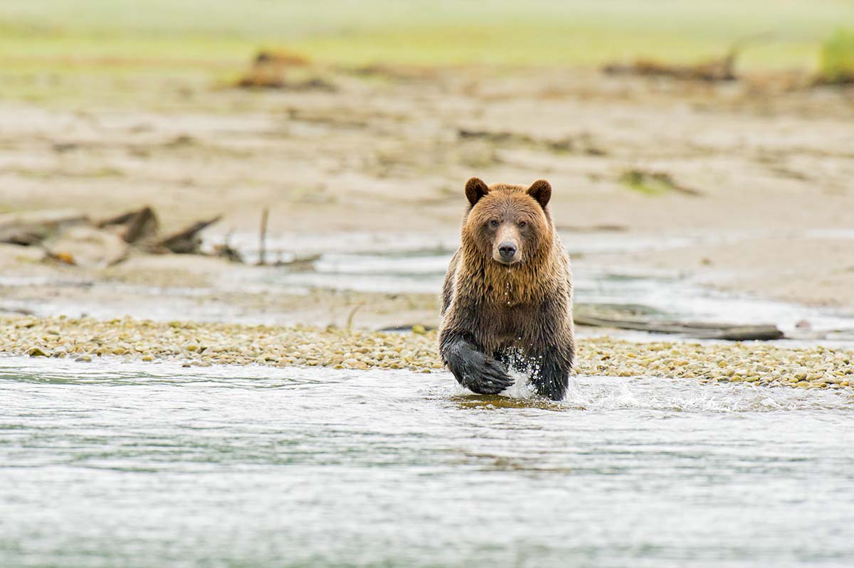 Grizzly_bears_2012_0021.jpg