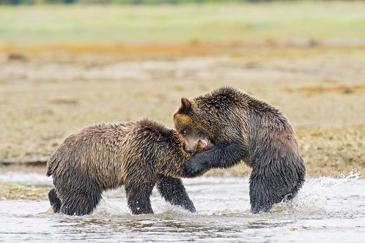 Grizzly_bears_2012_0024.jpg